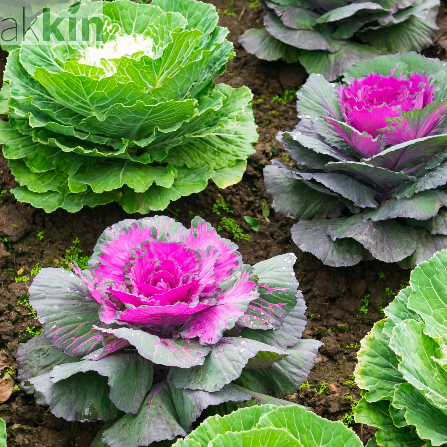 Ornamental Brassica Cabbage (3 Plants in 12cm Pots) One Click Plants