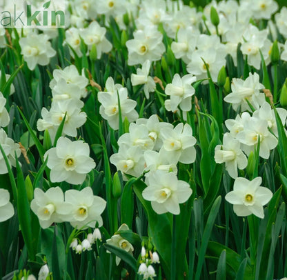 Narcissi Scented White Mix | Dwarf White Daffodil Bulbs (8 Bulbs) One Click Plants
