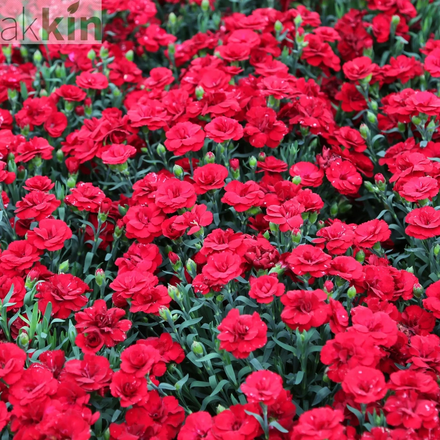 Dianthus 'Red Allura' 3L One Click Plants