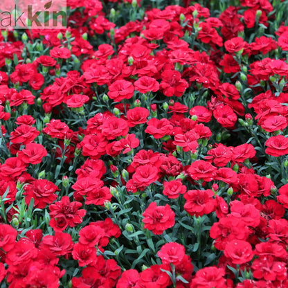 Dianthus 'Red Allura' 3L One Click Plants