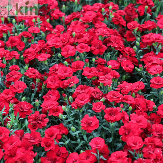 Dianthus 'Red Allura' 3L One Click Plants