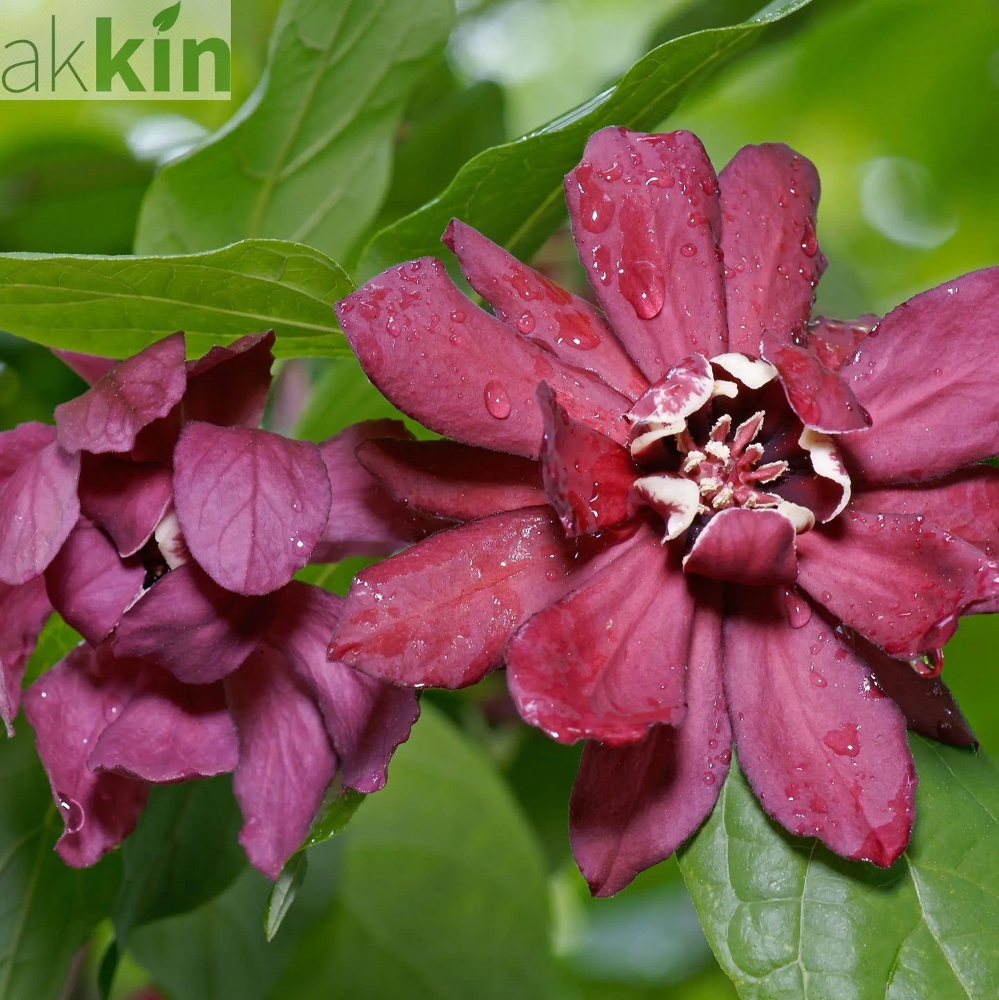 Calycanthus Floridus 3L One Click Plants