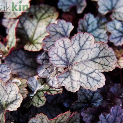 Heuchera 'Silverberry' 2L One Click Plants