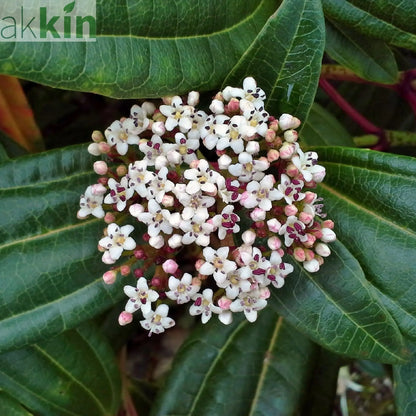 Viburnum davidii 9cm One Click Plants