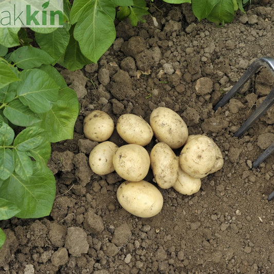 Pentland Javelin Seed Potatoes 2KG One Click Plants