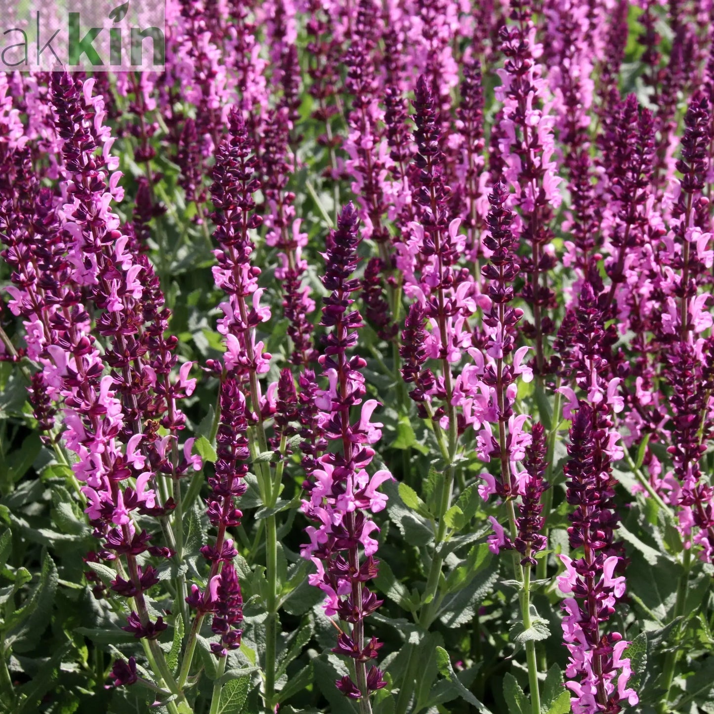 Salvia x superba Merleau Rose  9cm One Click Plants