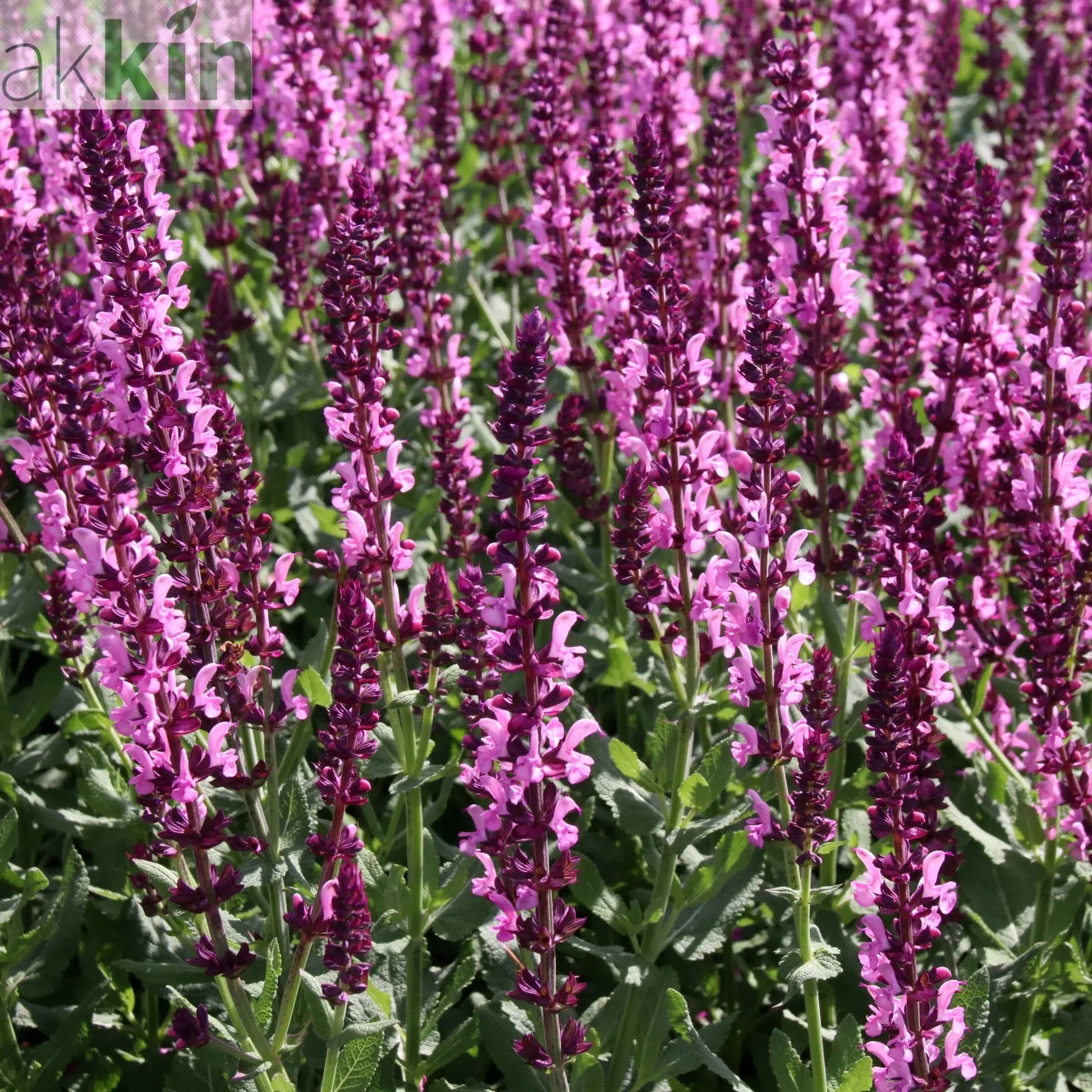 Salvia x superba Merleau Rose  9cm One Click Plants