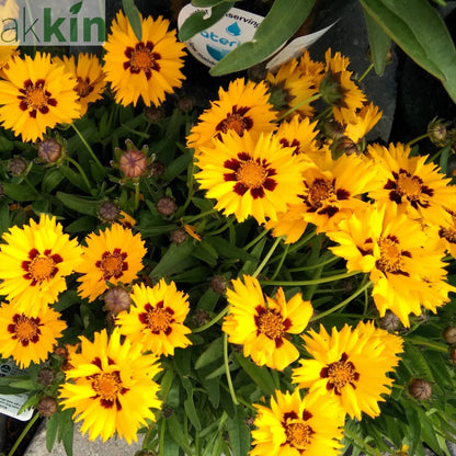 Coreopsis grandiflora Sunfire 9cm/1.5L One Click Plants