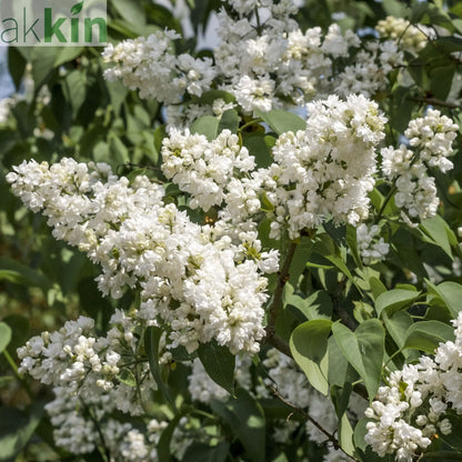 Syringa vulgaris 'Madame Lemoine' (Common Lilac) 2L One Click Plants