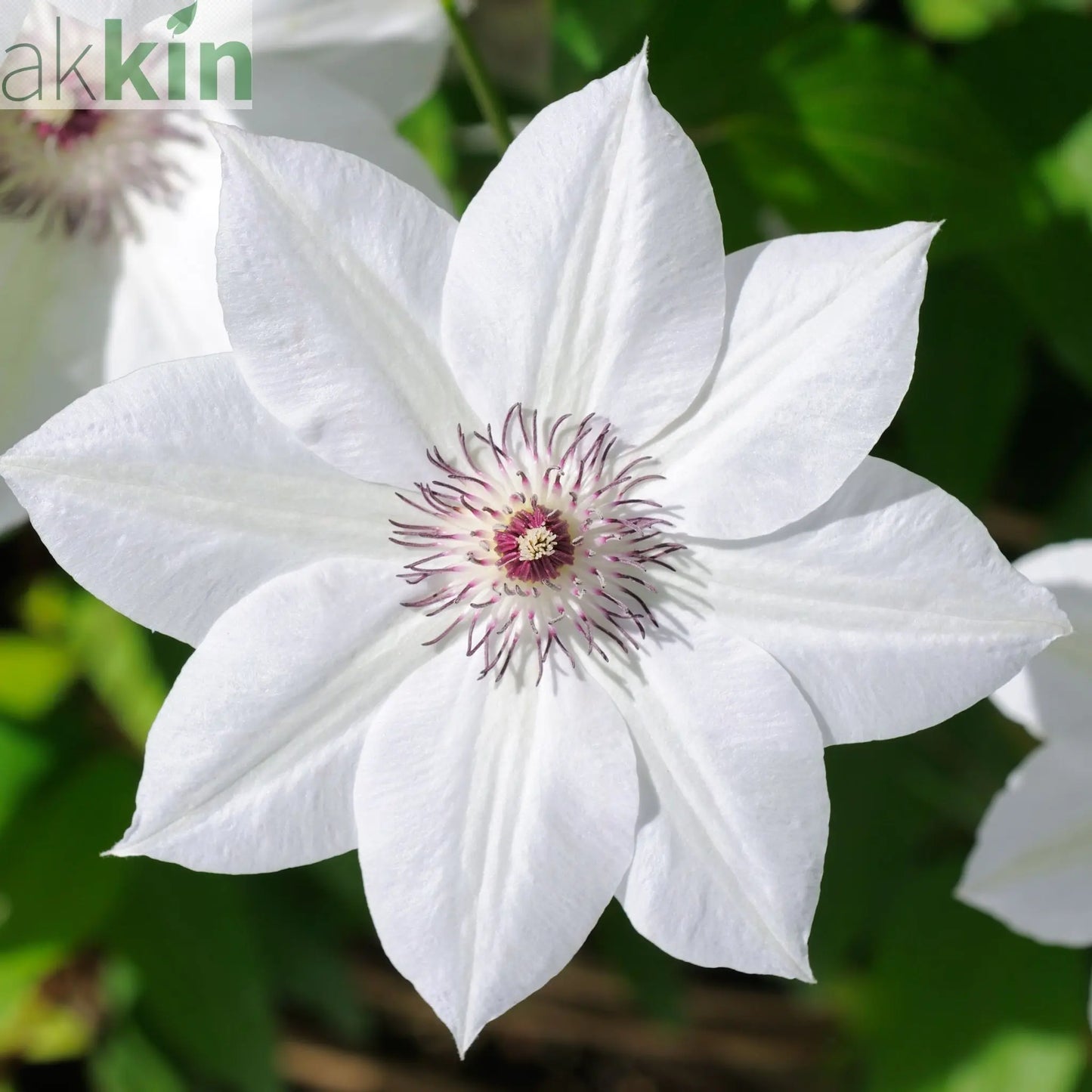 Clematis 'Destiny' 60cm One Click Plants