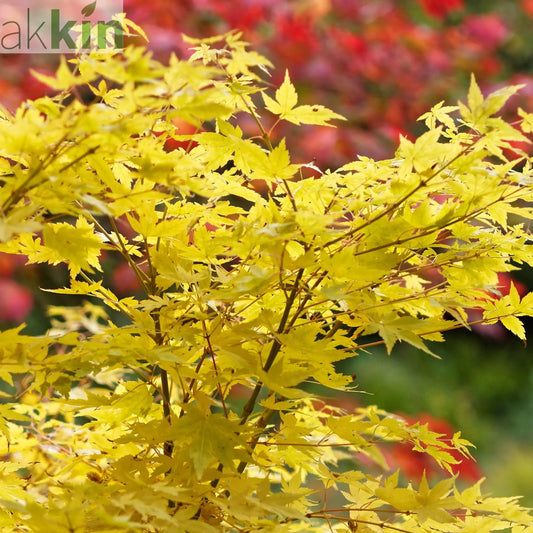 Acer palmatum Bi-ho 3L One Click Plants