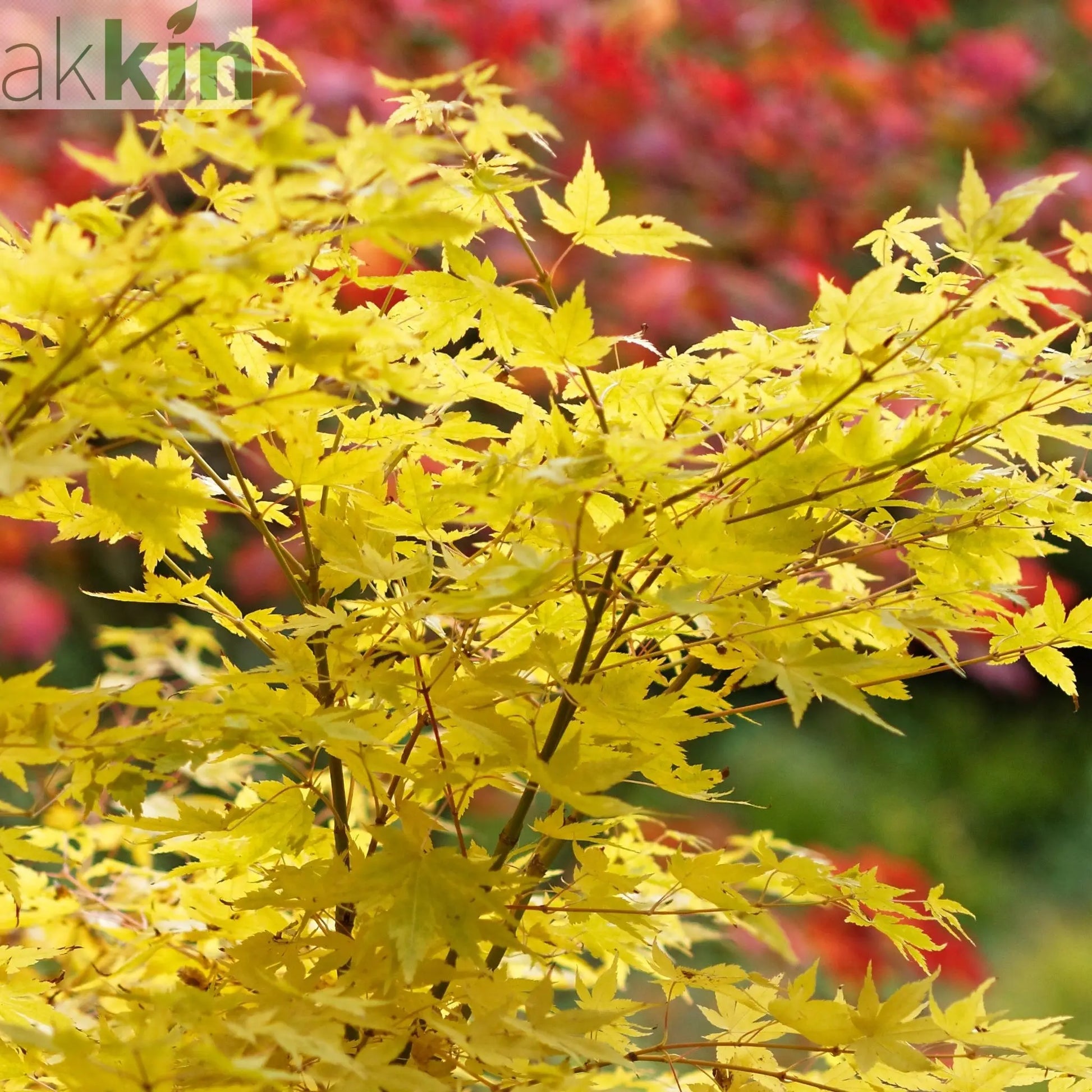 Acer palmatum Bi-ho 3L One Click Plants