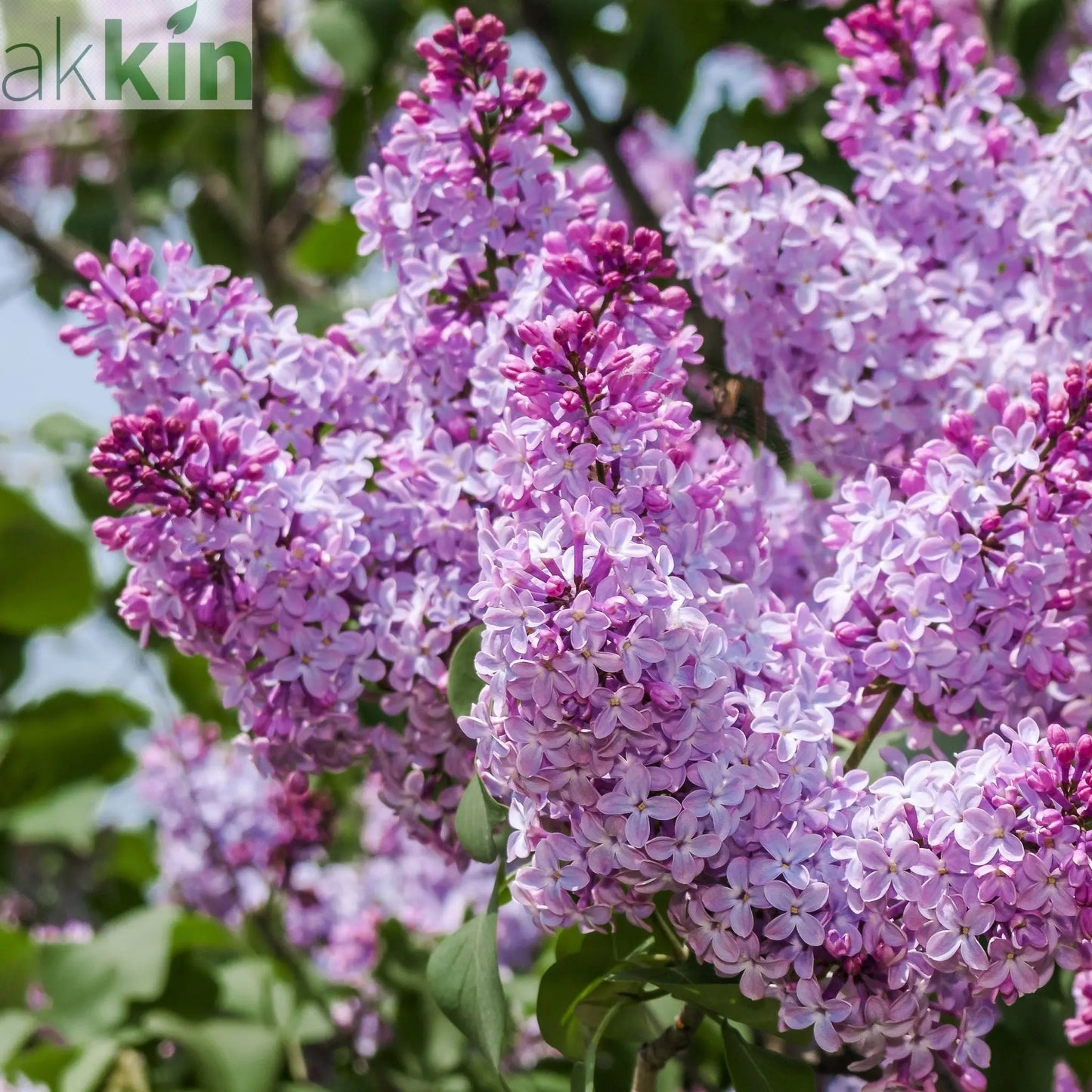 Syringa vulgaris (Lost Label) 5L One Click Plants