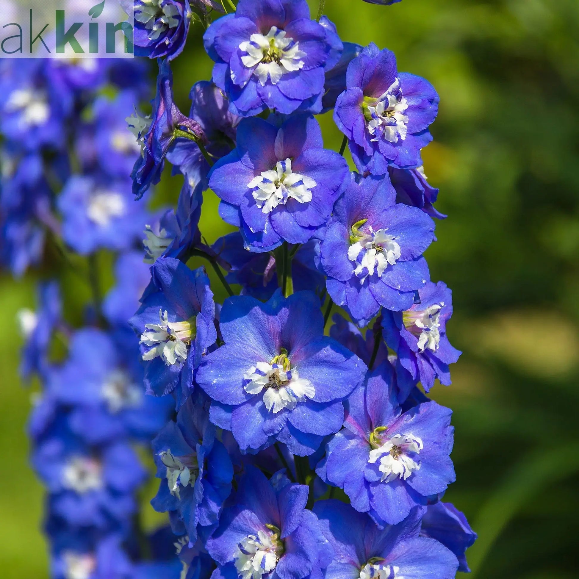 Delphinium Magic Fountain Dark Blue/White 9cm / 3L One Click Plants