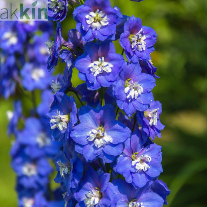 Delphinium Magic Fountain Dark Blue/White 9cm / 3L One Click Plants