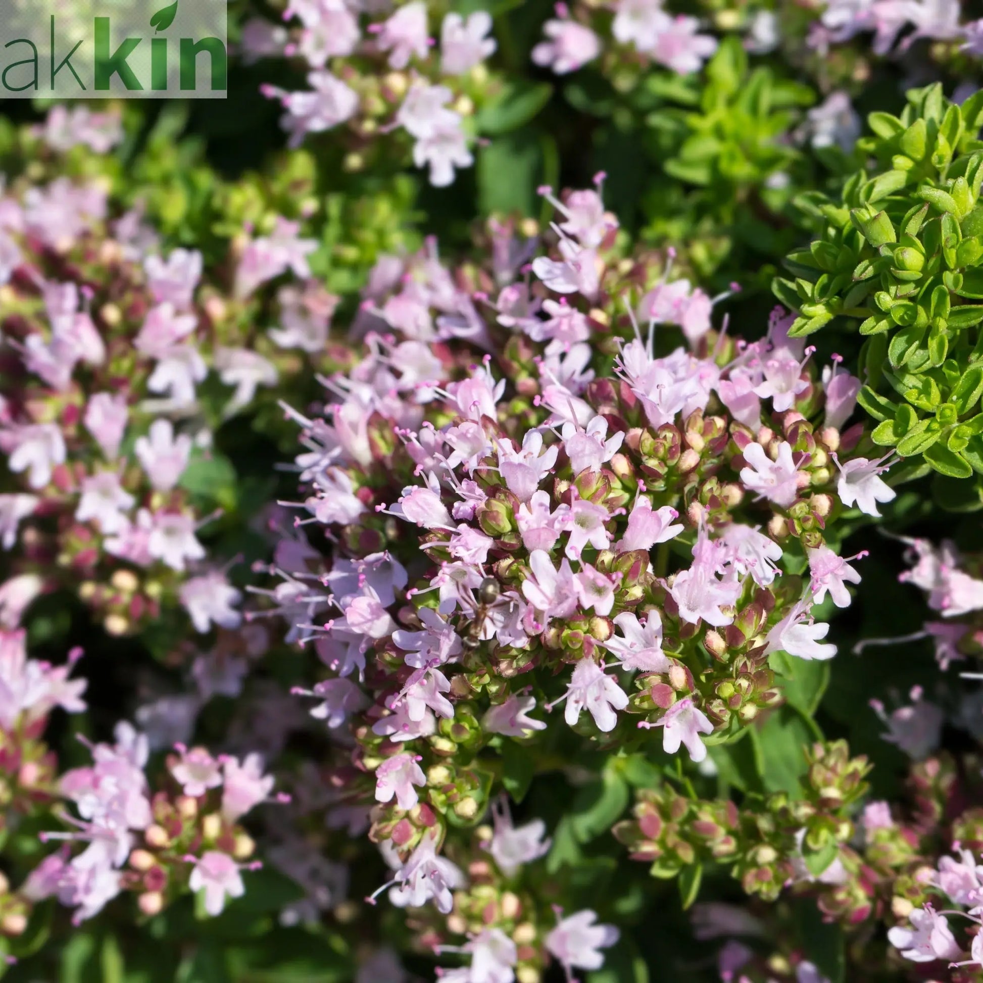 Marjoram compact 9cm One Click Plants