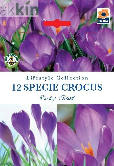 Specie Crocus 'Ruby Giant' (12 Bulbs) One Click Plants