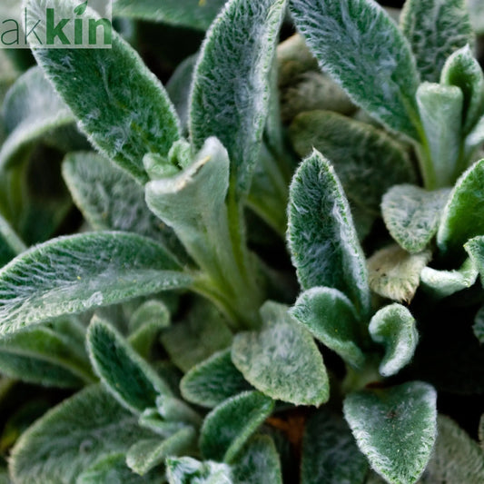 Stachys lanata 9cm / 2L One Click Plants