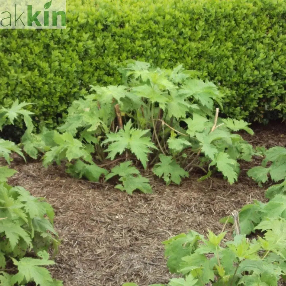 Strulch Innovative Organic Straw Mulch 9kg x 48 Bags Full Pallet - AK Kin Garden Supplies