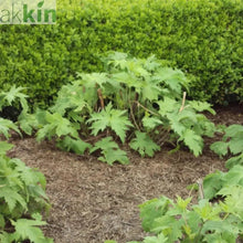 Strulch Innovative Organic Straw Mulch 9kg x 48 Bags Full Pallet - AK Kin Garden Supplies