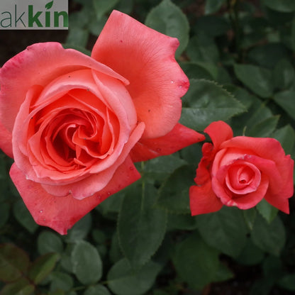 Rose Superstar | Hybrid Tea Rose | 4L Potted Rose (PRE ORDER DECEMBER '25) One Click Plants