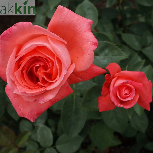 Rose Superstar | Hybrid Tea Rose | 4L Potted Rose (PRE ORDER DECEMBER '25) One Click Plants