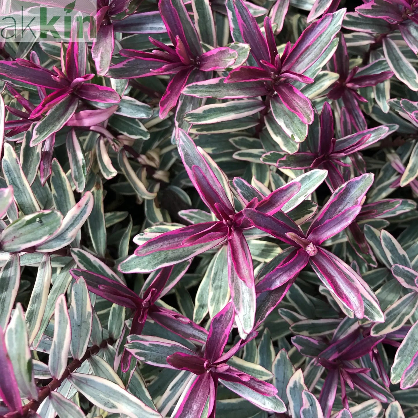 Hebe 'Sweet Dreams' 2L One Click Plants