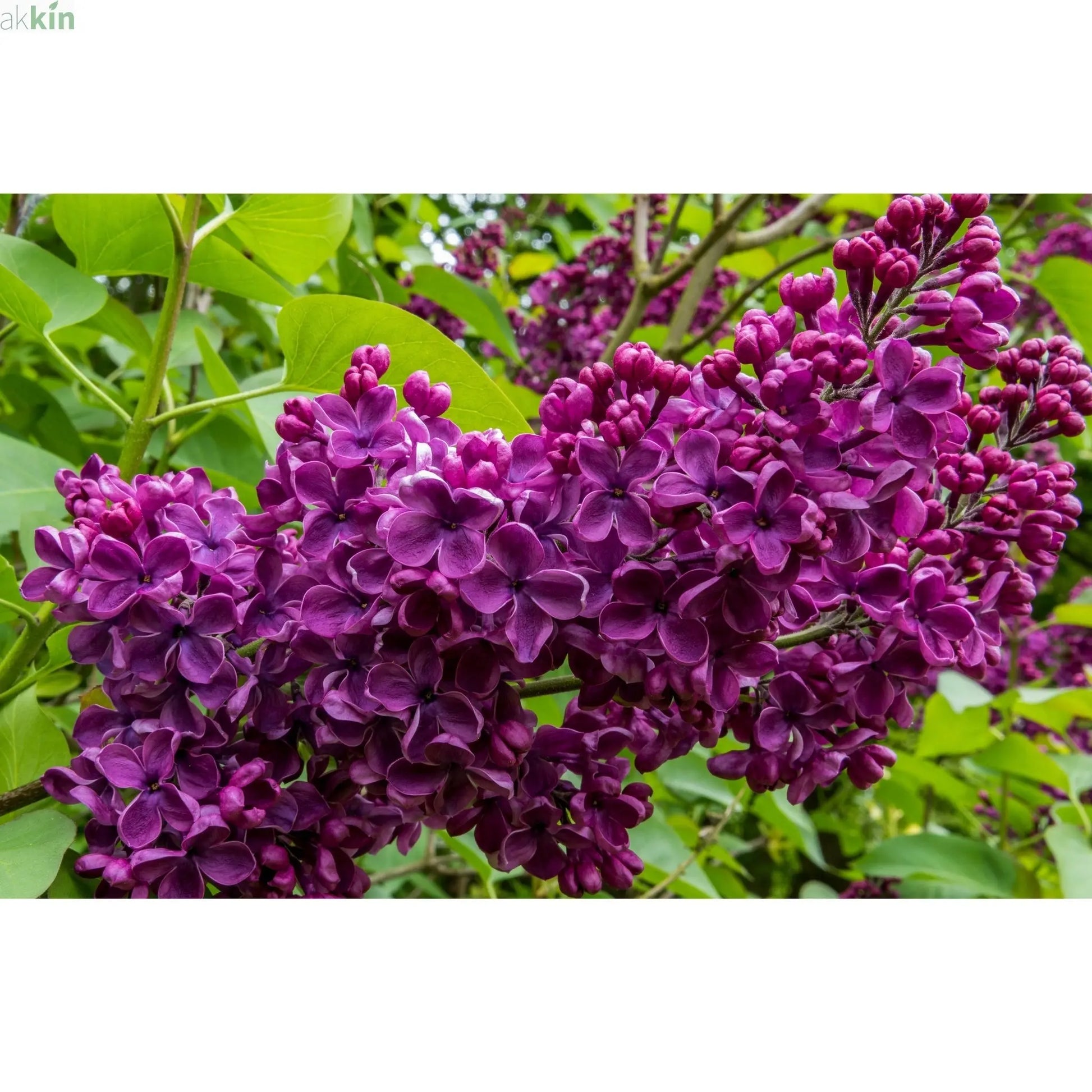 Syringa vulgaris 'Charles Joly' (Lilac) 2L One Click Plants