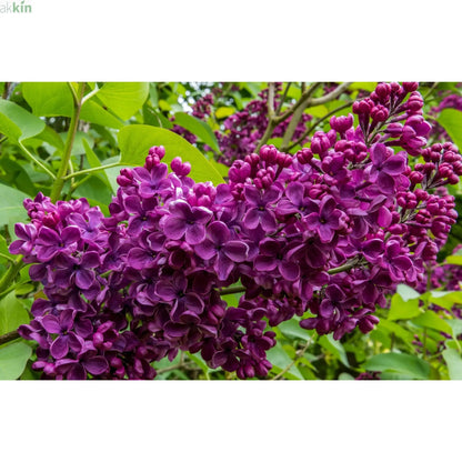 Syringa vulgaris 'Charles Joly' (Lilac) 2L One Click Plants