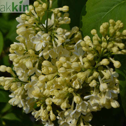 Syringa vulgaris (Lost Label) 5L One Click Plants