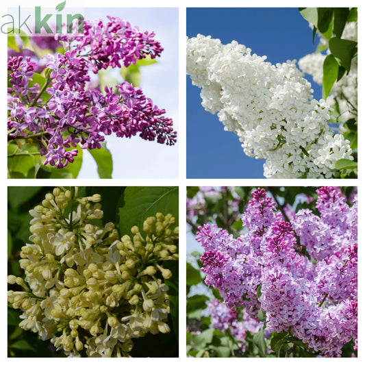 Syringa vulgaris (Lost Label) 5L One Click Plants