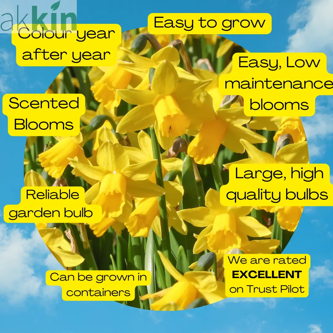 18 Tete a Tete Daffodil bulbs One Click Plants