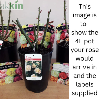 Rose Red Devil | Hybrid Tea Rose | 4L Potted Rose (PRE ORDER DECEMBER '25) One Click Plants