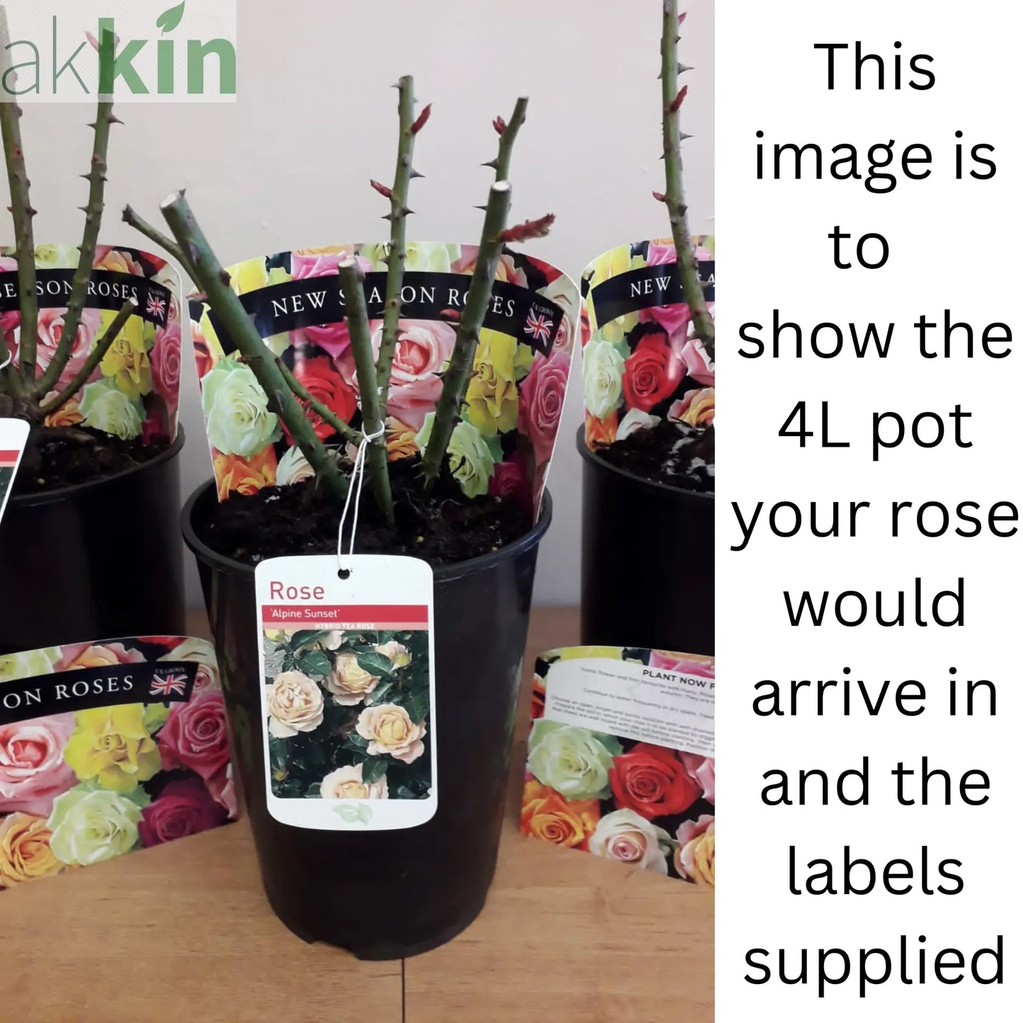 Rose Pretty Polly | Patio Rose | 4L Potted Rose (PRE ORDER DECEMBER '25) One Click Plants