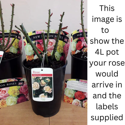 Rose Lovestruck | Floribunda | 4L Potted Rose (PRE ORDER DECEMBER '25) One Click Plants