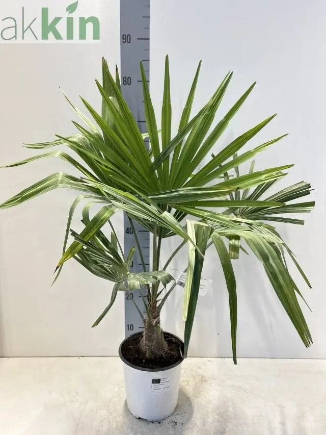 Trachycarpus Fortunei 3L / 7L / 12L One Click Plants