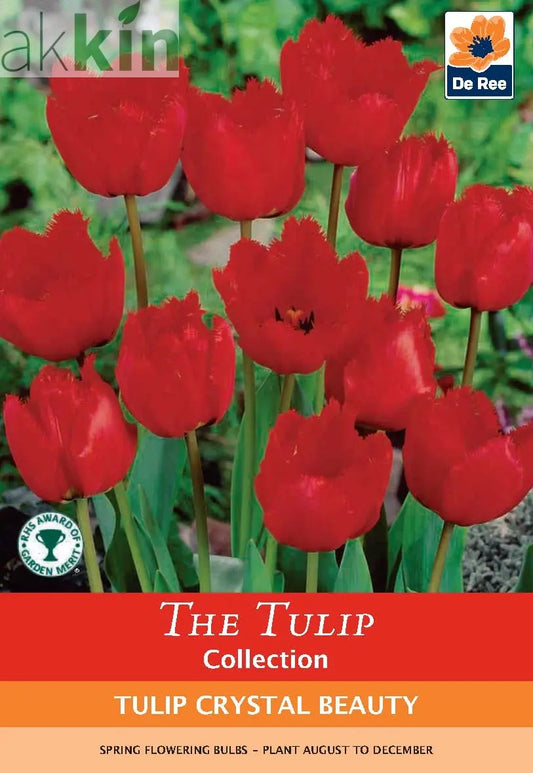 Tulip 'Crystal Beauty' (4 Bulbs) One Click Plants