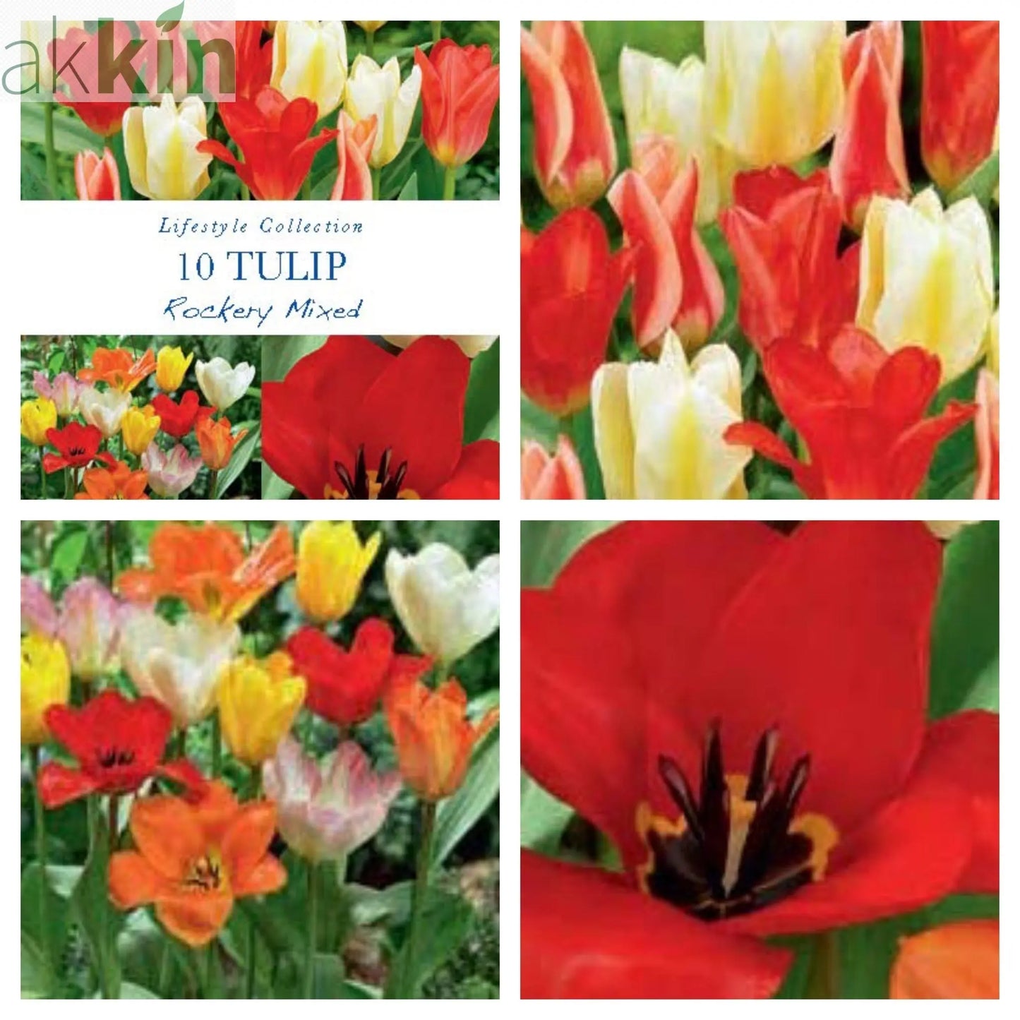 Tulip Dwarf Rockery Mixed Bulbs 12 Bulbs One Click Plants