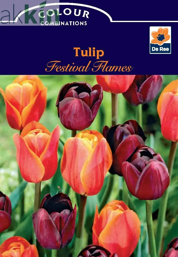 Tulip Festival Flames (5 Bulbs) One Click Plants