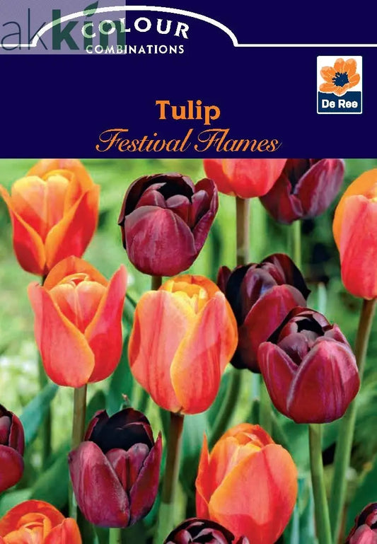 Tulip Festival Flames (5 Bulbs) One Click Plants