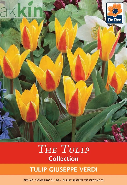 Tulip 'Giuseppe Verdi' (6 Bulbs) One Click Plants