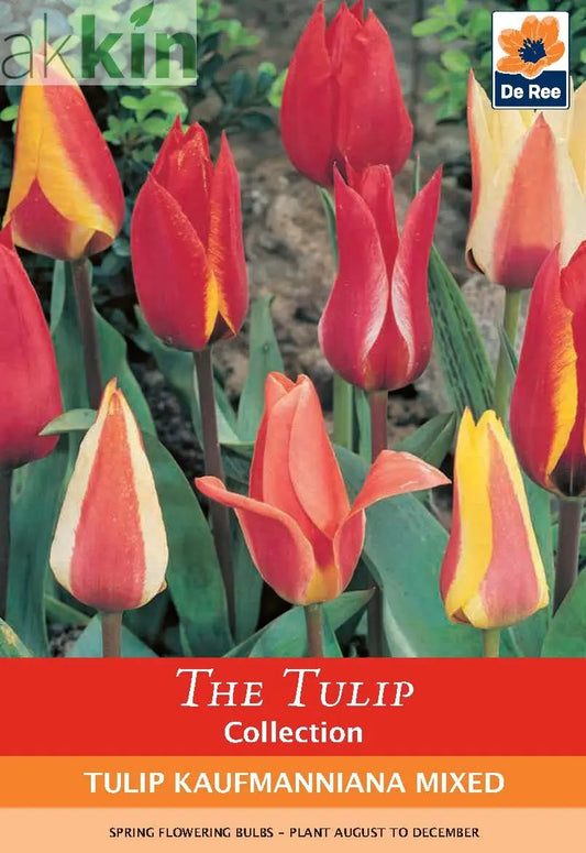 Tulip Kaufmanniana Mixed (6 Bulbs) One Click Plants