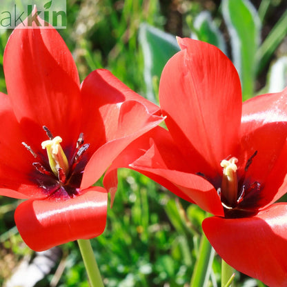 Tulip 'Linifolia' (10 Bulbs) One Click Plants