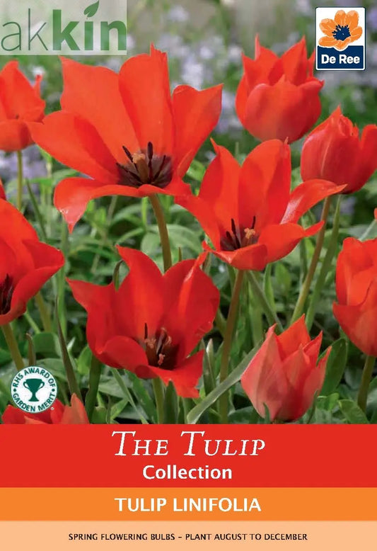 Tulip 'Linifolia' (10 Bulbs) One Click Plants