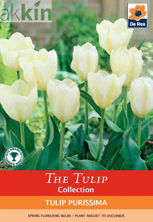 Tulip 'Purissima' (4 Bulbs) One Click Plants