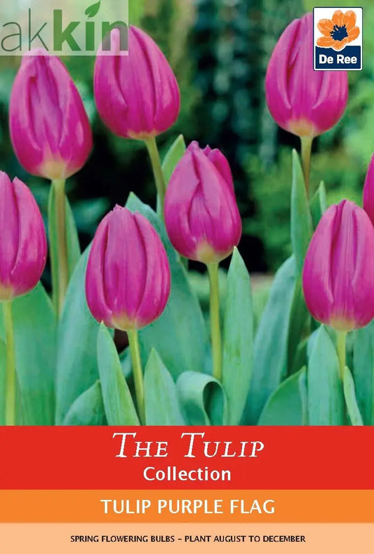 Tulip 'Purple Flag' (4 Bulbs) One Click Plants