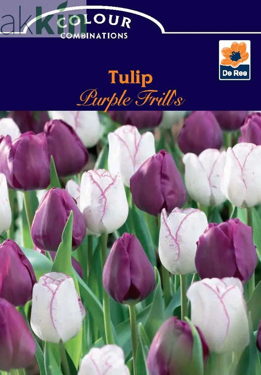 Tulip 'Purple Frills' (6 Bulbs) One Click Plants