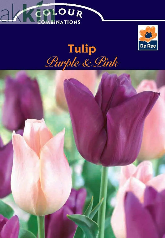 Tulip 'Purple & Pink' (6 Bulbs) One Click Plants