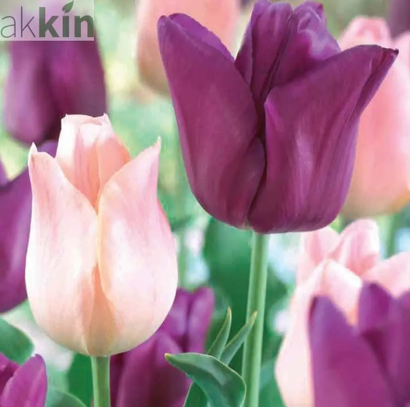 Tulip 'Purple & Pink' (6 Bulbs) One Click Plants