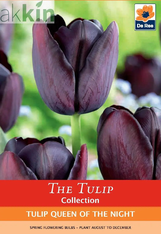 Tulip 'Queen of the Night' (5 Bulbs) One Click Plants